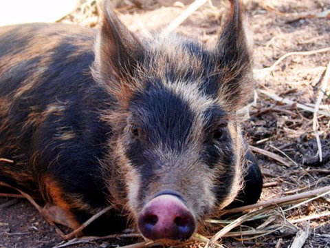 Jamberoo Valley Farm - Events Australia 2