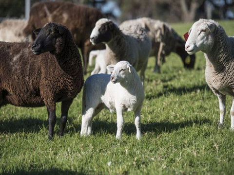 Jamberoo Valley Farm - Events Australia 4