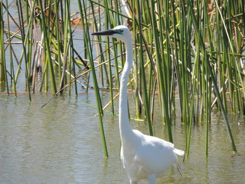 PS Federal Retreat Goolwa - Events Australia 6