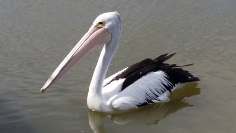 PS Federal Retreat Goolwa - Events Australia 7