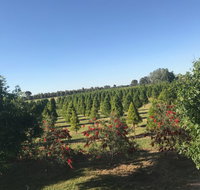 Rutherglen Christmas Trees Farm Stay - Events Australia