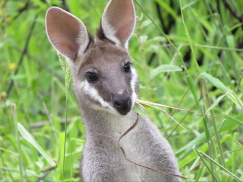 Takarakka Bush Resort Carnarvon Gorge - Tourism Bookings 8