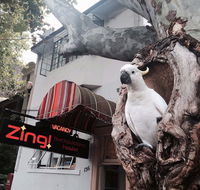 Zing Backpackers Hostel - Events Australia