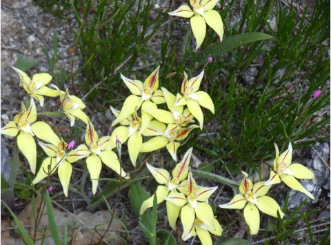 Chuckem Farmstay And Bed & Breakfast - Events Australia 2