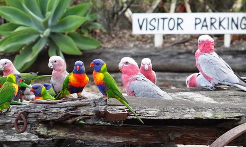 Barambah Bush Caravan & Camping Park - Events Australia 7