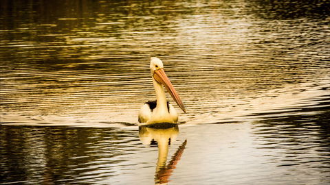 River Shack Rentals - Brenda Park - Events Australia 0