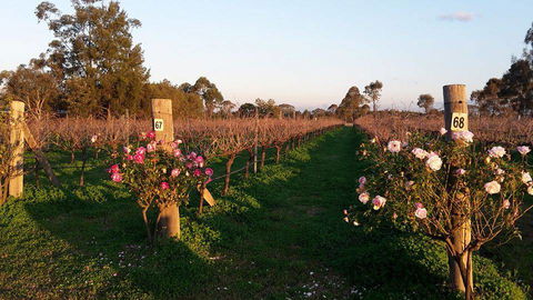 Emmas Cottage Vineyard - Tourism Bookings 1