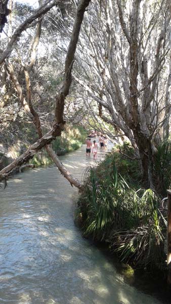 Pippies Fraser Island Tours - Tourism Bookings 0