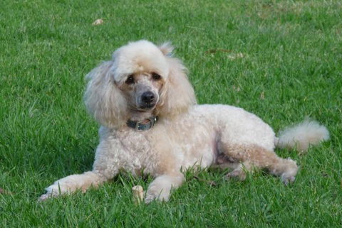 Garden City Motor Inn - Events Australia 0