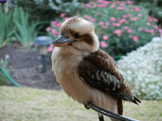 Yelta VIC Events Australia