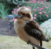 Glenbar Cottage - Events Australia