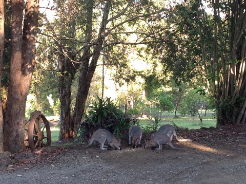 Maleny Country Cottages - Events Australia 5