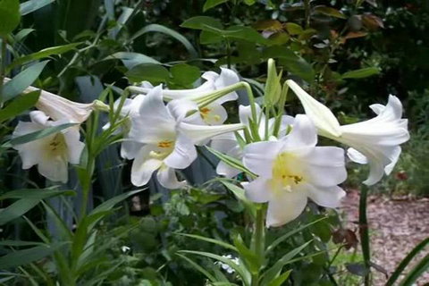 Rainforest Retreat Murray Bridge - Events Australia 3