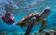 Lady Elliot Island Eco Resort - thumb 1