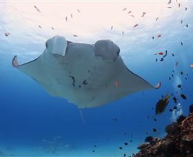 Lady Elliot Island Eco Resort - Events Australia 3