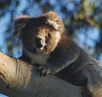 Bimbi Park Camping Under Koalas - Events Australia
