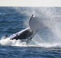 Whale Watching Sydney - Events Australia