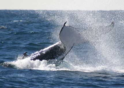 Whale Watching Sydney - Events Australia 0