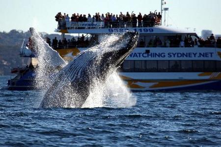 Whale Watching Sydney - Events Australia 1