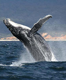 Whale Watching Sydney - Events Australia 2