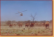 Kings Creek Station - Events Australia 2