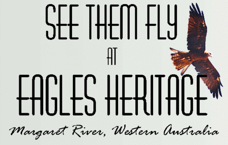 Eagles Heritage Raptor Wildlife Centre - Events Australia