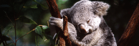 Koala and River Cruise by Mirimar Cruises - Events Australia