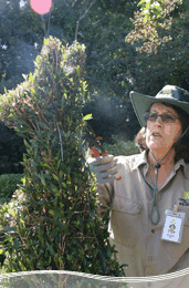 Roma Street Parkland - Tourism Bookings 1