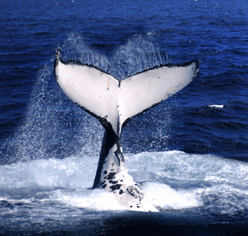 Brisbane Whale Watching - Events Australia