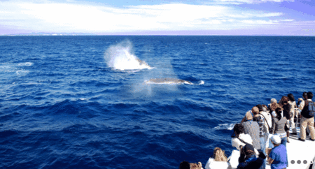 Brisbane Whale Watching - Events Australia 1