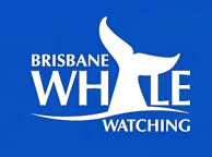 Brisbane Whale Watching - Events Australia 3