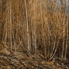 Dark Horse Experiment - Tourism Bookings 1