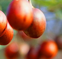 Tropical Fruit World - Events Australia