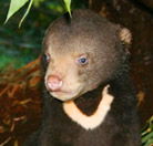 Perth Zoo - Events Australia