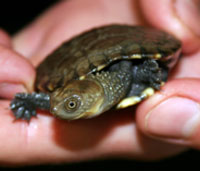 Perth Zoo - Events Australia 1