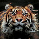 Perth Zoo - Events Australia 2