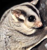 Perth Zoo - Events Australia 3