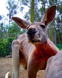 Birdland Animal Park - Events Australia 3