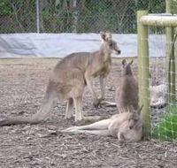 Jirrahlinga Koala  Wildlife Sanctuary - Events Australia