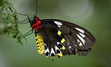 Melbourne Zoo - Events Australia 2