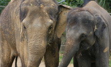 Melbourne Zoo - Events Australia 3