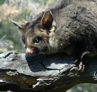 Moonlit Sanctuary Wildlife Conservation Park - Accommodation Europe