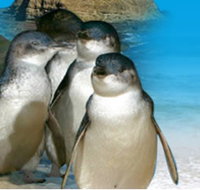 Phillip Island Penguin Parade - Events Australia