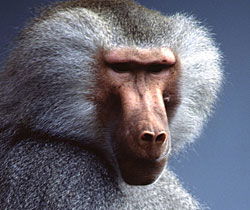 Alma Park Zoo - Events Australia 1