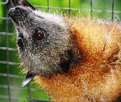 Alma Park Zoo - Events Australia 2