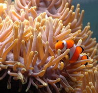 Reef HQ Great Barrier Reef Aquarium - Events Australia