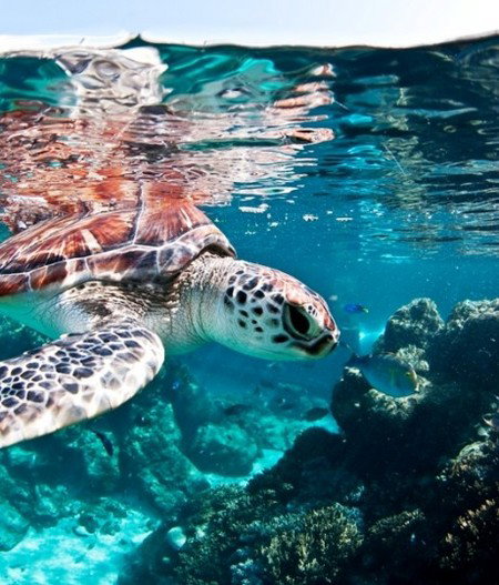 Reef HQ Great Barrier Reef Aquarium - Events Australia 1