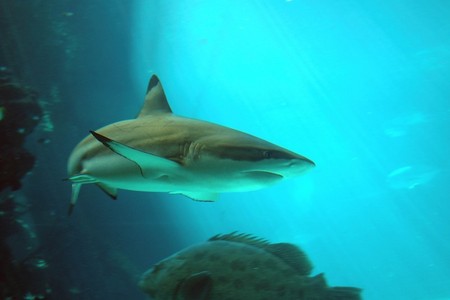 Reef HQ Great Barrier Reef Aquarium - Events Australia 2