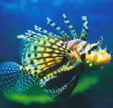Underwater World - Events Australia
