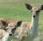 Marapana Wildlife Park - Events Australia
